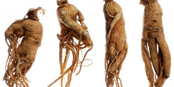 Ginseng gyökér a pénisz növelése érdekében